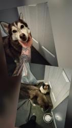 Found/Stray Male Dog last seen Sundown Glen, Katy, TX 77449