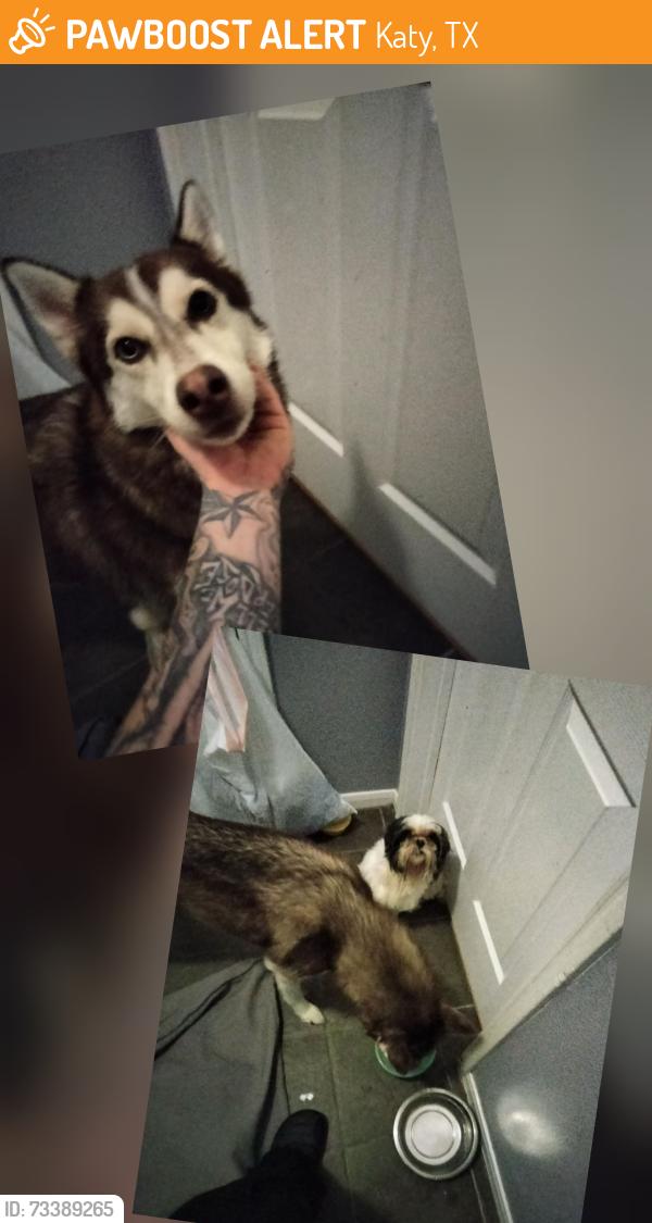 Found/Stray Male Dog last seen Sundown Glen, Katy, TX 77449