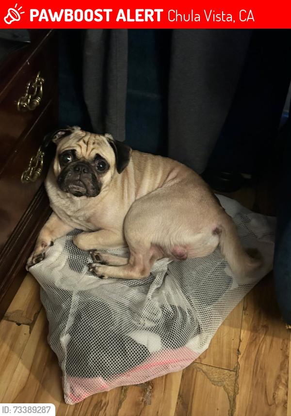 Lost Male Dog last seen J st, Third & I, broadway, Chula Vista mall, memorial park, Chula Vista, CA 91910