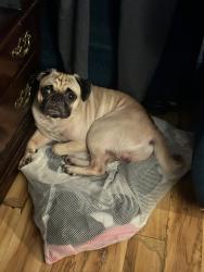 Lost Male Dog last seen J st, Third & I, broadway, Chula Vista mall, memorial park, Chula Vista, CA 91910