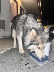 Found/Stray Unknown Dog last seen E Main St and N Third St, El Cajon, CA 92021