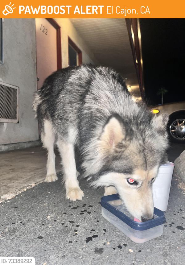 Found/Stray Unknown Dog last seen E Main St and N Third St, El Cajon, CA 92021