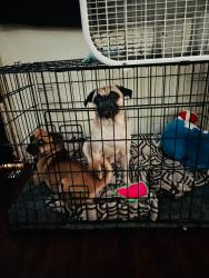 Reunited Male Dog last seen J st, Chula Vista mall, Third & I st, memorial park, broadway, Chula Vista, CA 91910