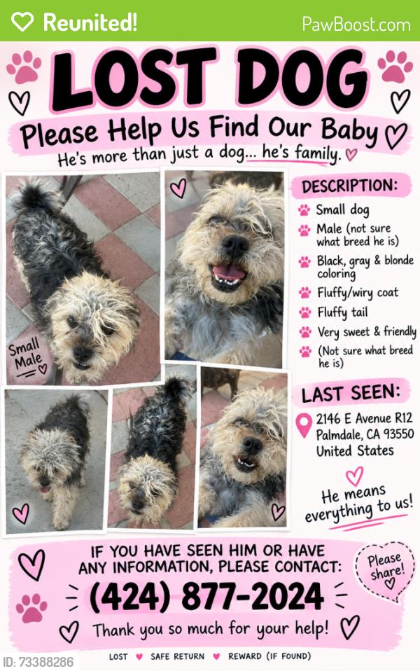 Reunited Male Dog last seen E Avenue R12 & Moonlight Ct, Palmdale, CA 93550, Palmdale, CA 93550