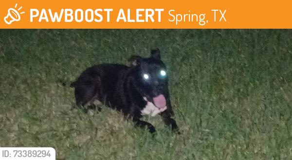 Found/Stray Unknown Dog last seen Newgate & Hirschfield, Spring, TX 77373