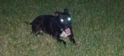 Found/Stray Unknown Dog last seen Newgate & Hirschfield, Spring, TX 77373