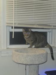 Reunited Male Cat last seen Off post office road side streets near dunkin, Enfield, CT 06082