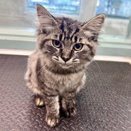 Shelter Stray Female Cat last seen Near E 19th St, Oakland, CA, 1101 29th Ave, Oakland, CA 94601, USA
