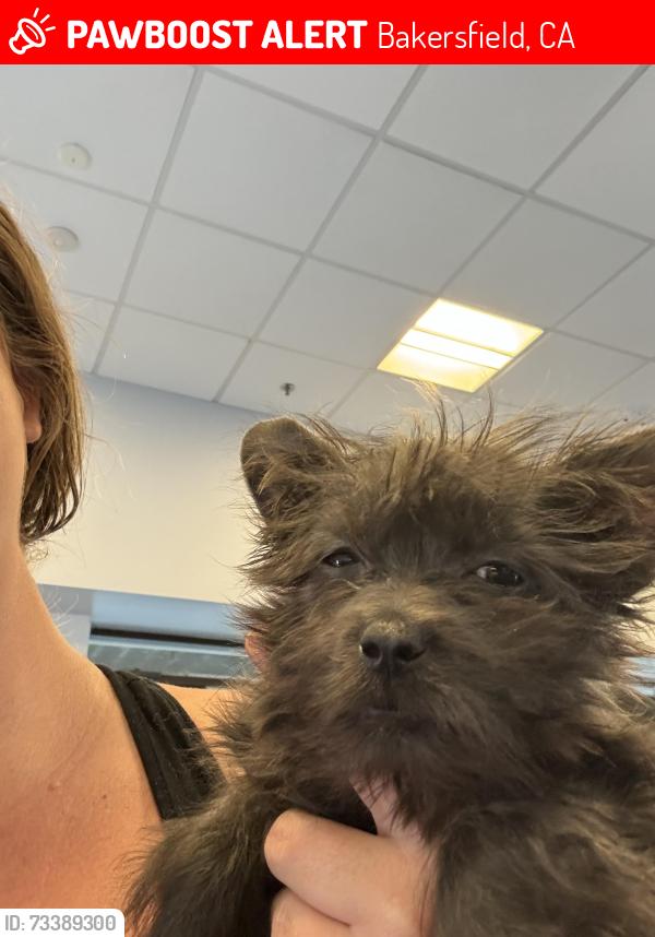 Lost Female Dog last seen Baker st., Bakersfield, CA 93305