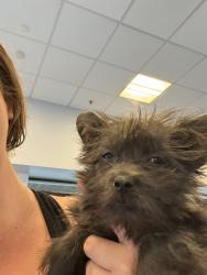 Lost Female Dog last seen Baker st., Bakersfield, CA 93305
