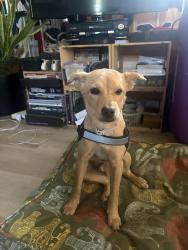 Reunited Male Dog last seen Summer Brook lane and Hillview ave, San Jose, CA 95112