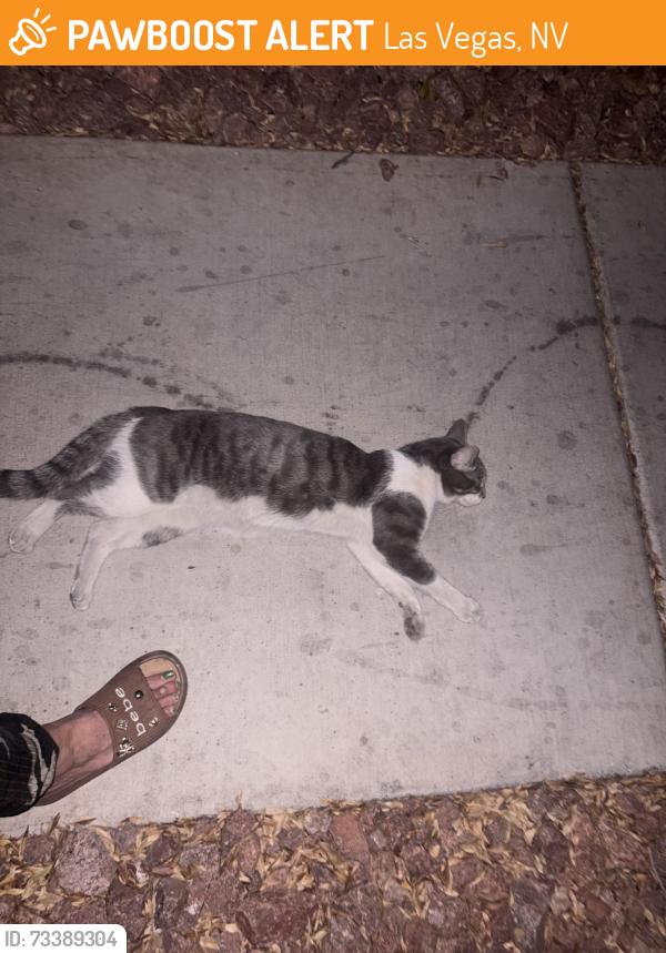 Found/Stray Unknown Cat last seen Westcliff tenaya, Las Vegas, NV 89145