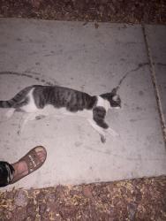 Found/Stray Unknown Cat last seen Westcliff tenaya, Las Vegas, NV 89145