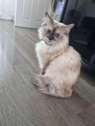 Lost Female Cat last seen Chelsey road, West Midlands, England CV2 1DG