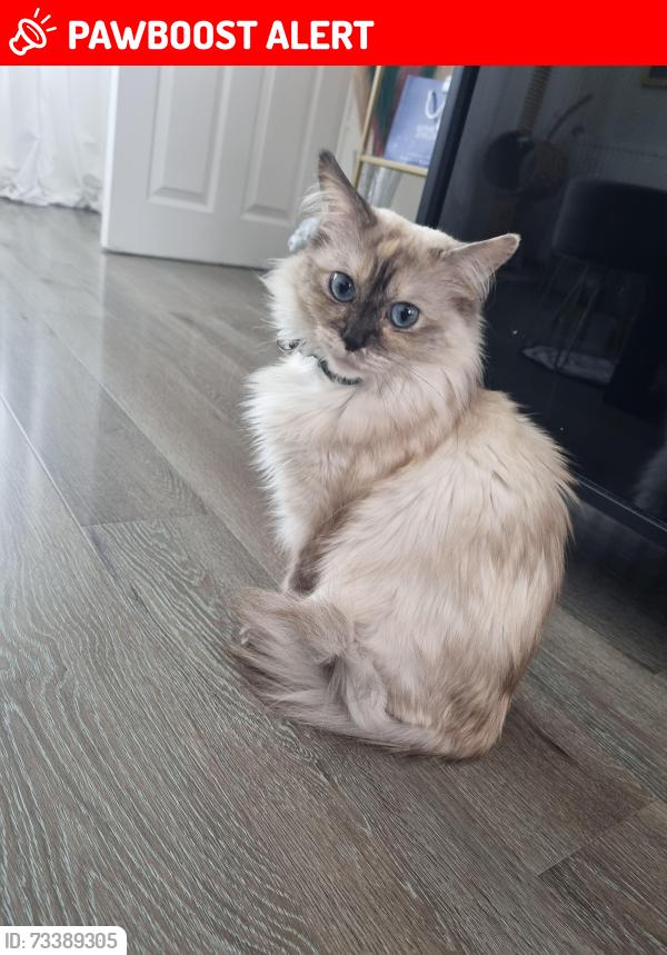 Lost Female Cat last seen Chelsey road, West Midlands, England CV2 1DG