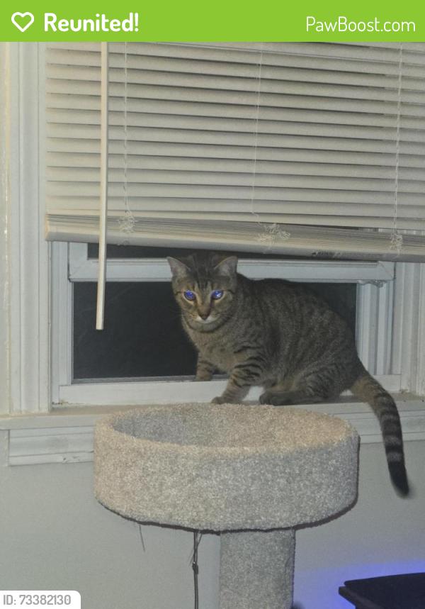 Reunited Male Cat last seen Off post office road side streets near dunkin, Enfield, CT 06082