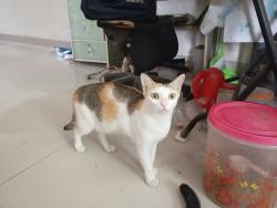 Lost Female Cat last seen Barrack Street, Essex, England CO1 2LJ
