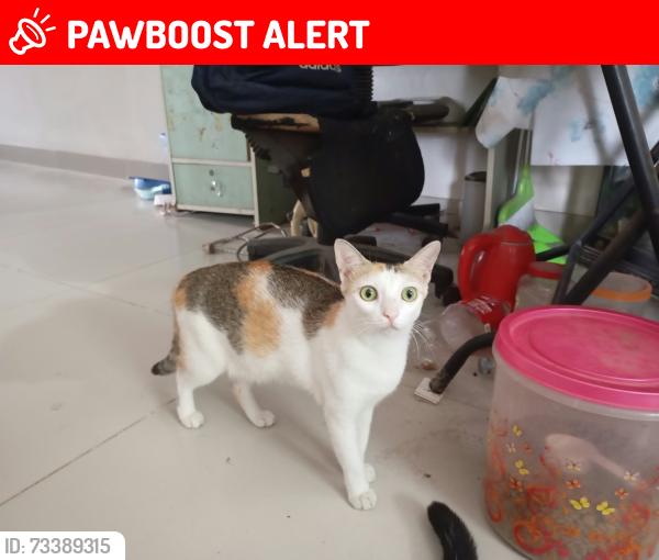 Lost Female Cat last seen Barrack Street, Essex, England CO1 2LJ