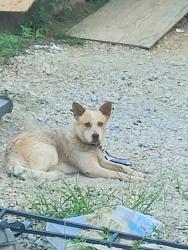 Lost Male Dog last seen Old Maryville highway/peterson lane, Knoxville, TN 37920