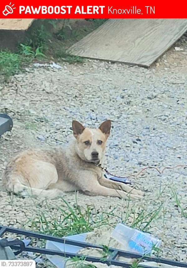Lost Male Dog last seen Old Maryville highway/peterson lane, Knoxville, TN 37920