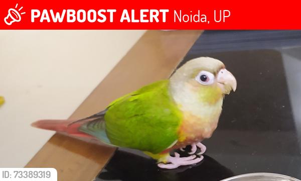 Lost Unknown Bird last seen Jaypee Kosmos, Noida, UP 201304