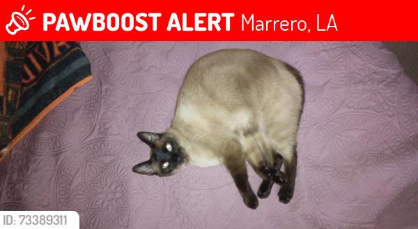 Lost Male Cat last seen Niagara Dr ÷ Potomac, Marrero, LA 70072