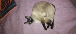 Lost Male Cat last seen Niagara Dr ÷ Potomac, Marrero, LA 70072