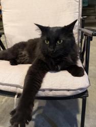 Found/Stray Unknown Cat last seen Coquitlam Centre, Superstore, Coquitlam, BC V3C 2L3