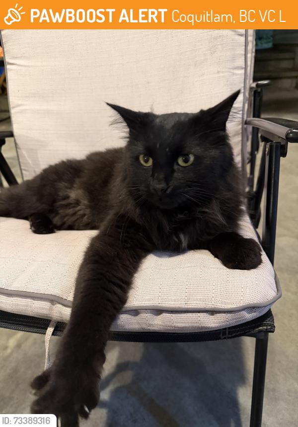Found/Stray Unknown Cat last seen Coquitlam Centre, Superstore, Coquitlam, BC V3C 2L3