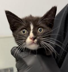 Shelter Stray Male Cat last seen Near Smythe Avenue, San Diego, CA, 92173, 5500 Gaines St, San Diego, CA 92110, USA