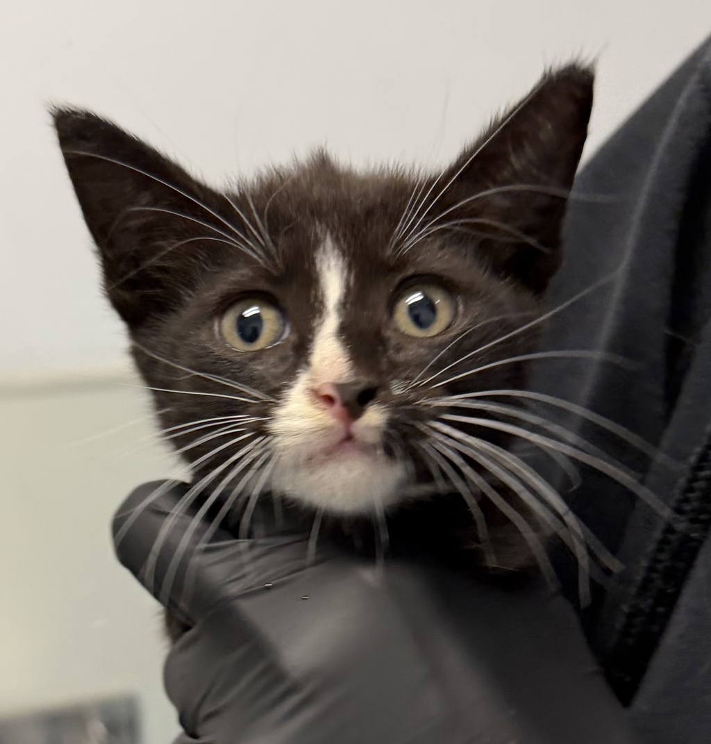 Shelter Stray Male Cat last seen Near Smythe Avenue, San Diego, CA, 92173, 5500 Gaines St, San Diego, CA 92110, USA