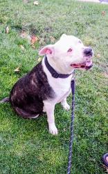 Lost Male Dog last seen Reno and Czech hall, Yukon, OK 73099