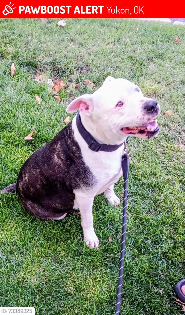 Lost Male Dog last seen Reno and Czech hall, Yukon, OK 73099