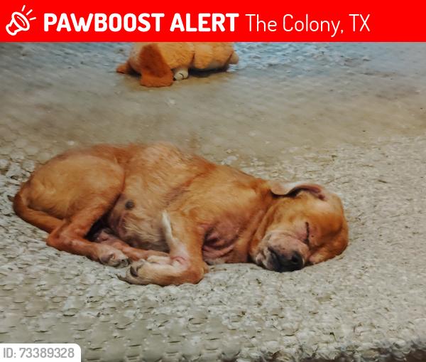 Lost Male Dog last seen I am not sure, The Colony, TX 75056