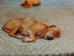 Lost Male Dog last seen I am not sure, The Colony, TX 75056