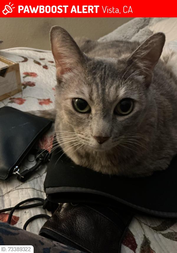 Lost Female Cat last seen Vista village and civil center, Vista, CA 92083