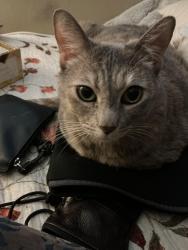 Lost Female Cat last seen Vista village and civil center, Vista, CA 92083