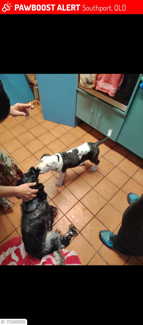 Lost Male Dog last seen Near Pohlman street, Southport, QLD 4215