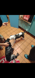 Lost Male Dog last seen Near Pohlman street, Southport, QLD 4215