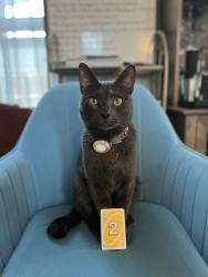 Lost Male Cat last seen Vanike Dr, Fayetteville, AR near Underwood Park, Fayetteville, AR 72704