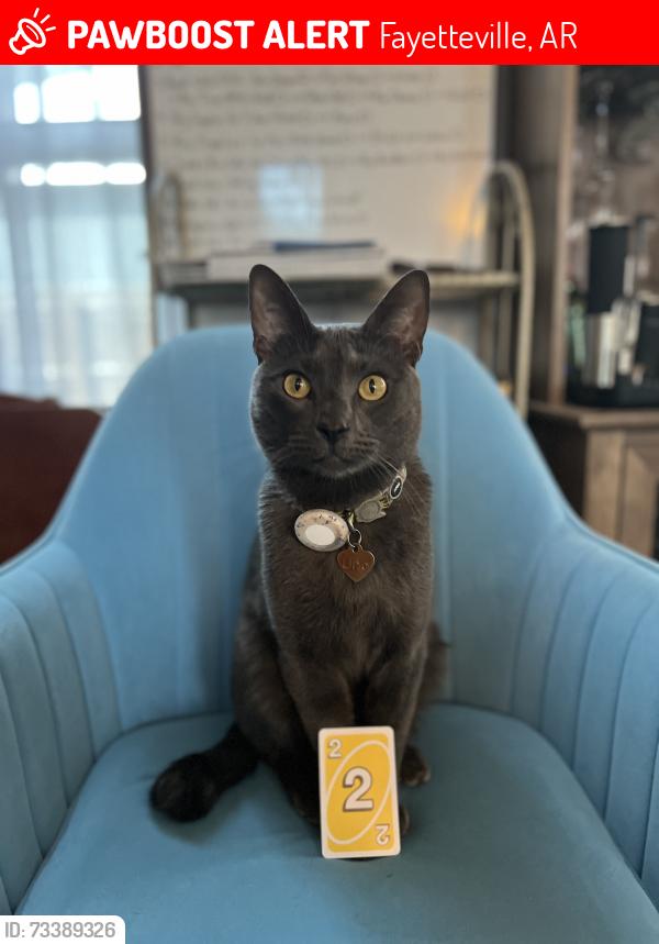 Lost Male Cat last seen Vanike Dr, Fayetteville, AR near Underwood Park, Fayetteville, AR 72704