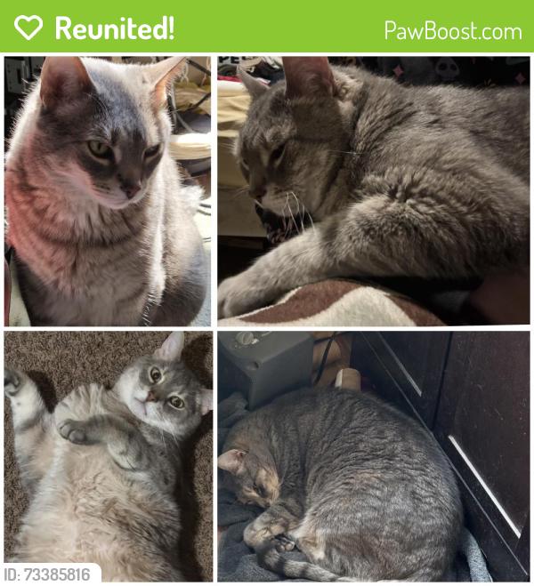 Reunited Male Cat last seen Near Fannie St, McDonald, PA 15057, USA, McDonald, PA 15057