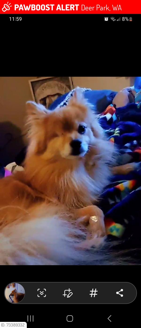 Lost Male Dog last seen Montgomery Rd behind Deer Park Airport, Deer Park, WA 99006