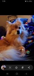 Lost Male Dog last seen Montgomery Rd behind Deer Park Airport, Deer Park, WA 99006