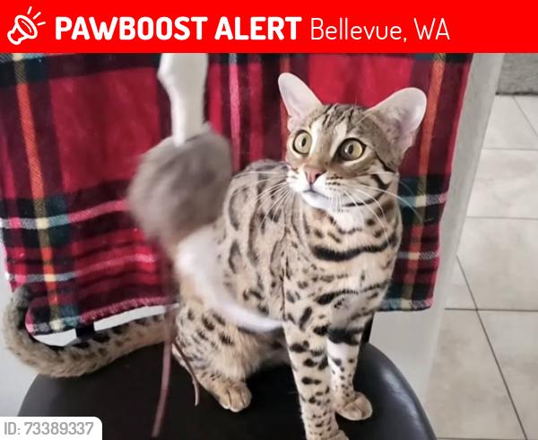 Lost Female Cat last seen Phantom Lake, Bellevue, WA 98008