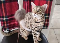 Lost Female Cat last seen Phantom Lake, Bellevue, WA 98008