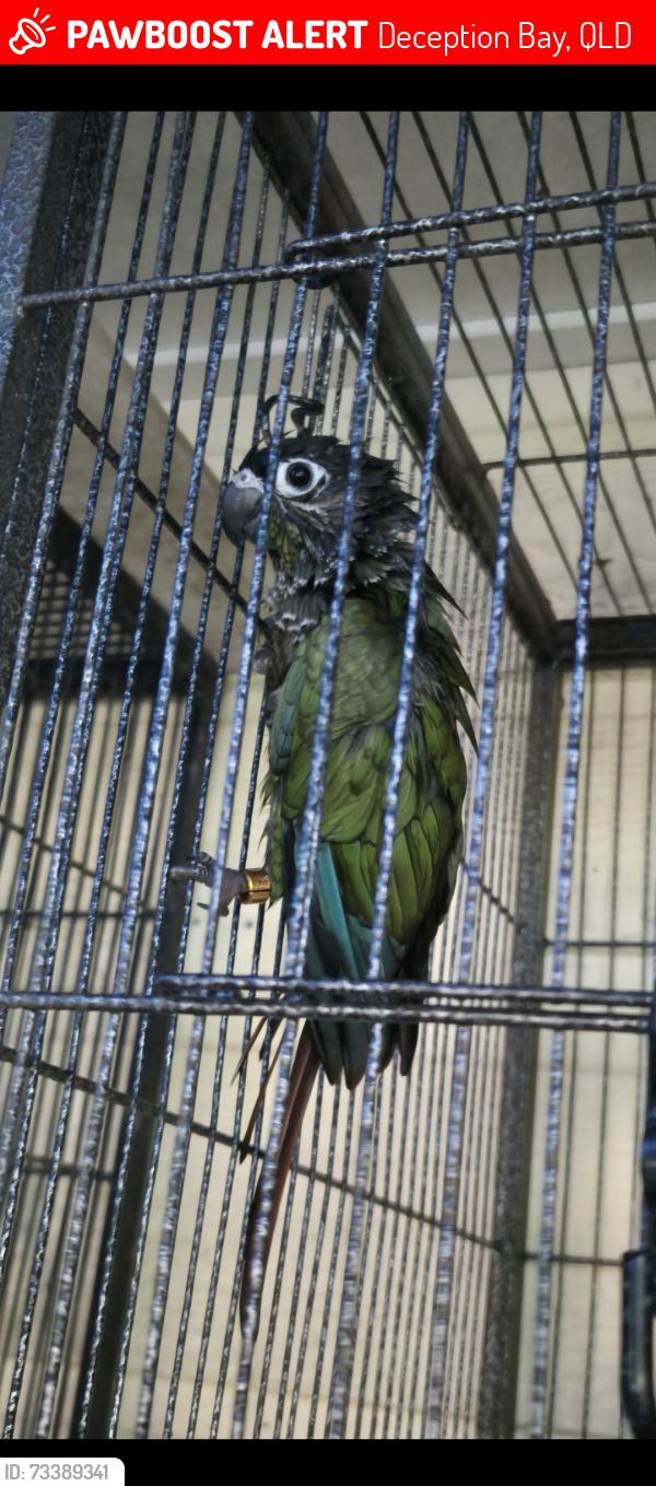 Lost Unknown Bird last seen Bayview terrace deception bay, Deception Bay, QLD 4508