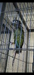 Lost Unknown Bird last seen Bayview terrace deception bay, Deception Bay, QLD 4508