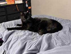 Lost Male Cat last seen Golden Woods, San Antonio, TX 78249
