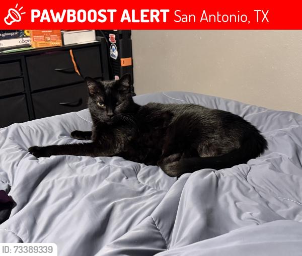 Lost Male Cat last seen Golden Woods, San Antonio, TX 78249